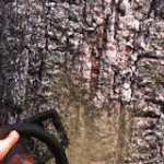 伐木工王朝/Lumberjacks Dynasty（更新v5498796）